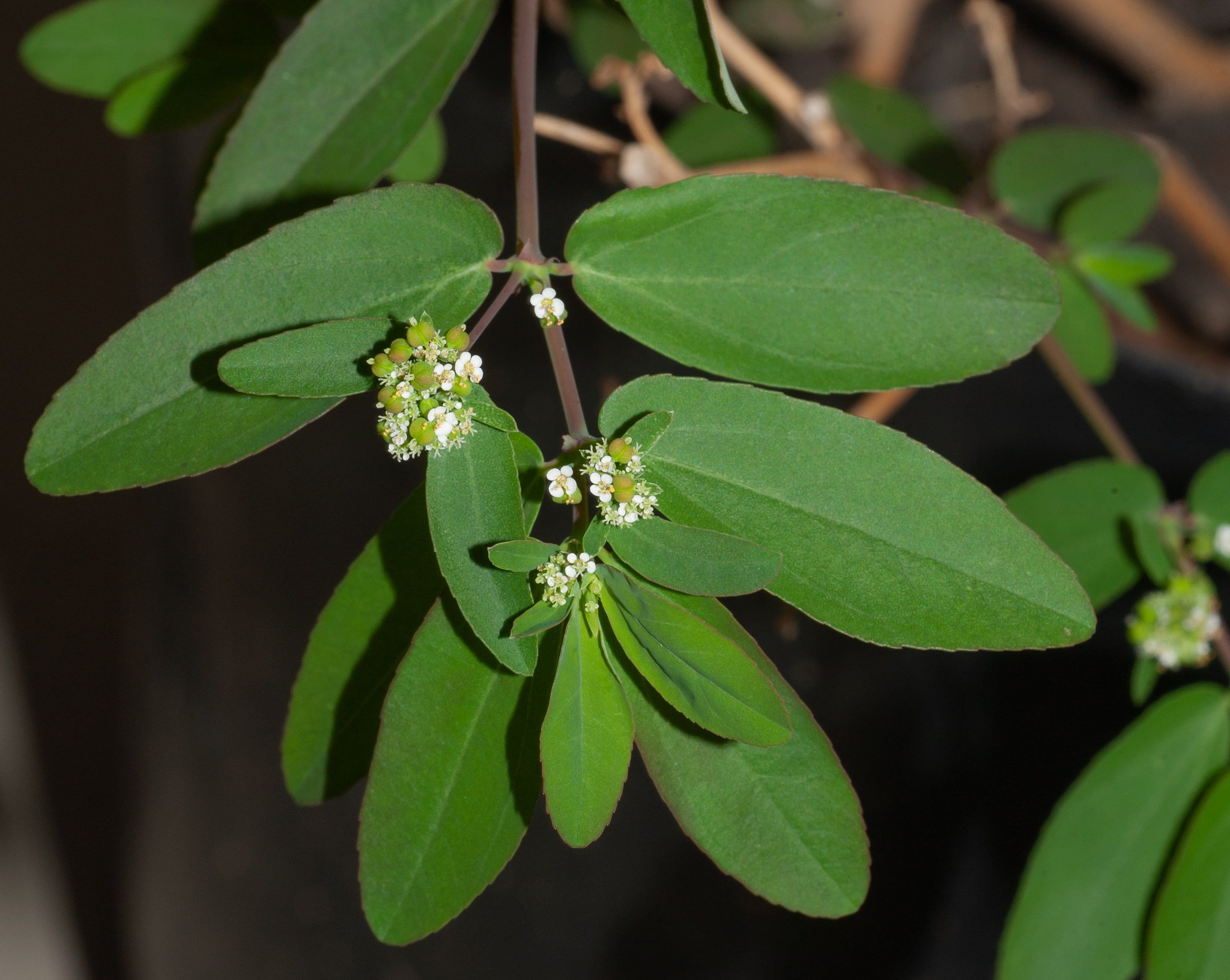 Euphorbia hypericifolia